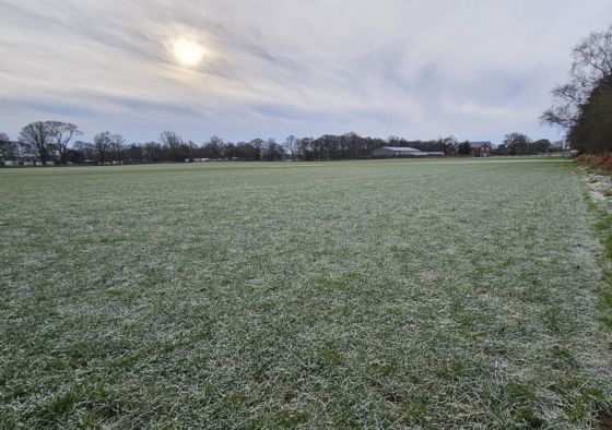 winter lawn