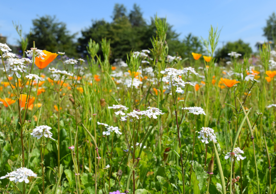 Biodiversity colour boost wildflower field