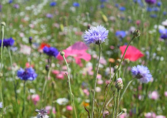 carnival colour boost wildflower fully grown