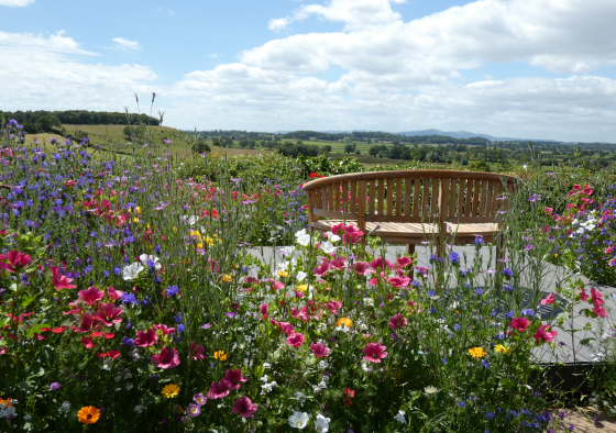 Chameleon wildflower garden