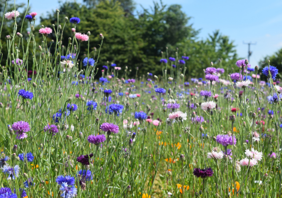 floral carpet wildflower field