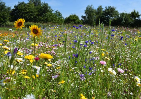 Honey bee and butterfly wildflower fully grown
